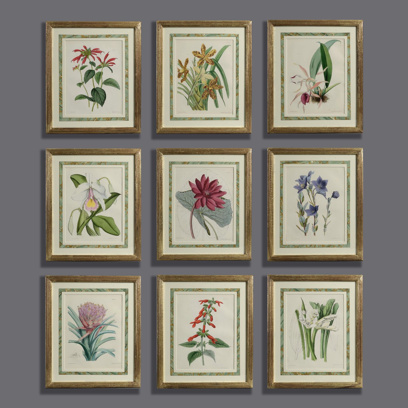 Set of nine framed botanical prints